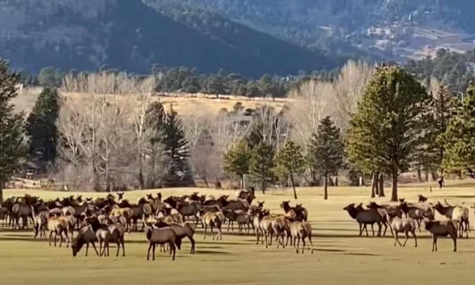 Increíble video de un alce en estampida corriendo salvajemente en un campo de golf de Colorado