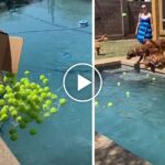 VIRAL: Fiestas de cumpleaños para perros en piscina llena de 200 pelotas de tenis