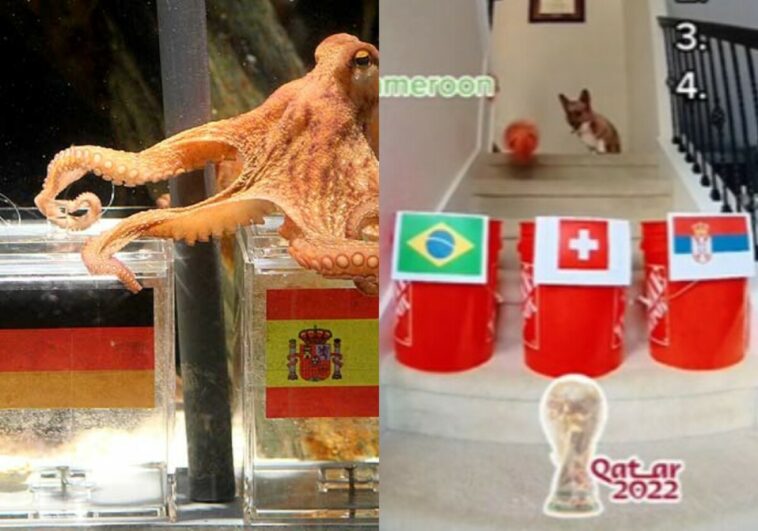 No es el pulpo, es el perro ‘Paul’: mascota se hace viral al predecir partidos del Mundial de Qatar