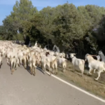 Humor: Kyle Smith etiqueta a Jan Frodeno en vídeo de cabras - Triatlón Hoy