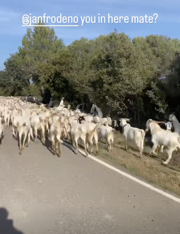 Humor: Kyle Smith etiqueta a Jan Frodeno en vídeo de cabras - Triatlón Hoy