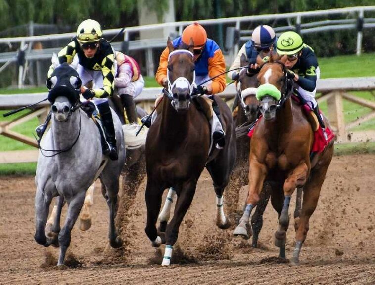 Cuáles son las mejores carreras para participar de las apuestas deportivas