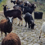 La historia interna de las cabras de 'eco-pastoreo' de Paris-Roubaix