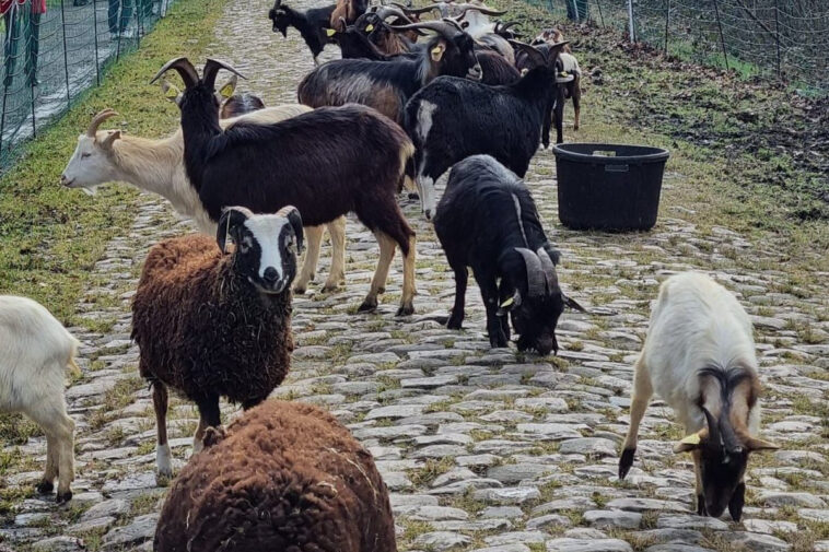 La historia interna de las cabras de 'eco-pastoreo' de Paris-Roubaix