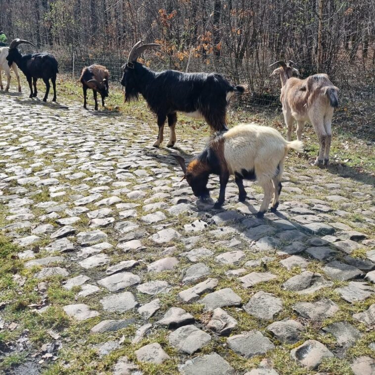 Rebaño de cabras utilizado para limpiar los adoquines del bosque Arenberg de Paris-Roubaix