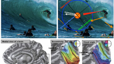 Neurociencia y surf, cómo interpretar las olas - SURFER RULE