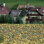 KLAGENFURT, AUSTRIA - 5 DE SEPTIEMBRE: Calabazas maduras cubren un campo el 5 de septiembre de 2007 en St. Donat