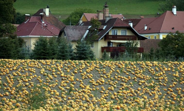 KLAGENFURT, AUSTRIA - 5 DE SEPTIEMBRE: Calabazas maduras cubren un campo el 5 de septiembre de 2007 en St. Donat