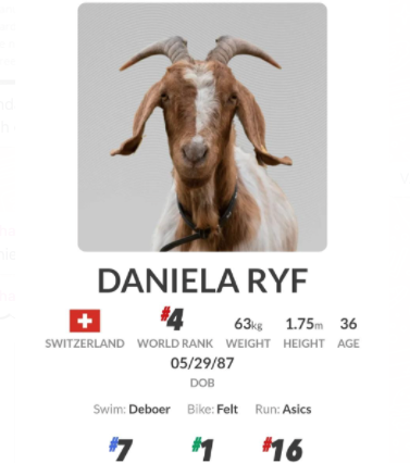 PTO cambia la foto de perfil de Daniela Ryf a la de una….  cabra - Triatlón Hoy