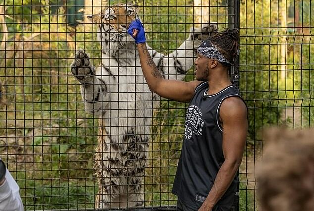 KSI ha sido fotografiado alimentando a un tigre con sus manos en un santuario de vida silvestre en Hertfordshire.