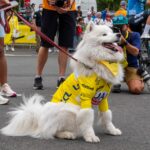 Perros del Tour de Francia: las verdaderas estrellas del espectáculo