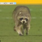 El mapache invadió el campo durante la primera mitad de la victoria del NYCFC contra el Union el miércoles.