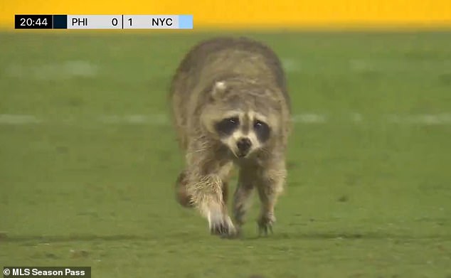 El mapache invadió el campo durante la primera mitad de la victoria del NYCFC contra el Union el miércoles.