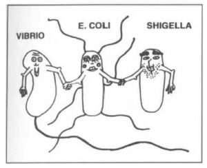 Lo que necesitas saber sobre la bacteria E. coli en el río Sena