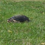 Una tortuga mordedora mira fijamente el rugoso del hoyo 12 en Battle Ground Golf Club durante el campeonato regional IHSAA en Battle Ground, Indiana, el sábado 28 de septiembre de 2024.