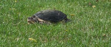 Una tortuga mordedora mira fijamente el rugoso del hoyo 12 en Battle Ground Golf Club durante el campeonato regional IHSAA en Battle Ground, Indiana, el sábado 28 de septiembre de 2024.