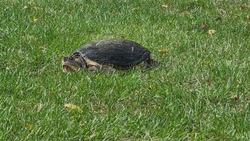 Una tortuga mordedora mira fijamente el rugoso del hoyo 12 en Battle Ground Golf Club durante el campeonato regional IHSAA en Battle Ground, Indiana, el sábado 28 de septiembre de 2024.