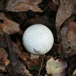 ¿Qué es la regla de la hoja en el golf? ¿Existe una regla real para las pelotas de golf perdidas en las hojas?