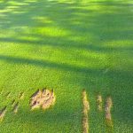 ¿Puede un golfista sacar su pelota de golf de un hoyo?