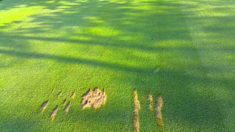 ¿Puede un golfista sacar su pelota de golf de un hoyo?